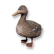 アヒル_t.png